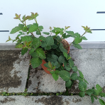 Černica nepichľavá - beztŕňová (Rubus fruticosus) ´TRIPLE CROWN´ - výška 20-30 cm, kont. C2L, stredne skorá